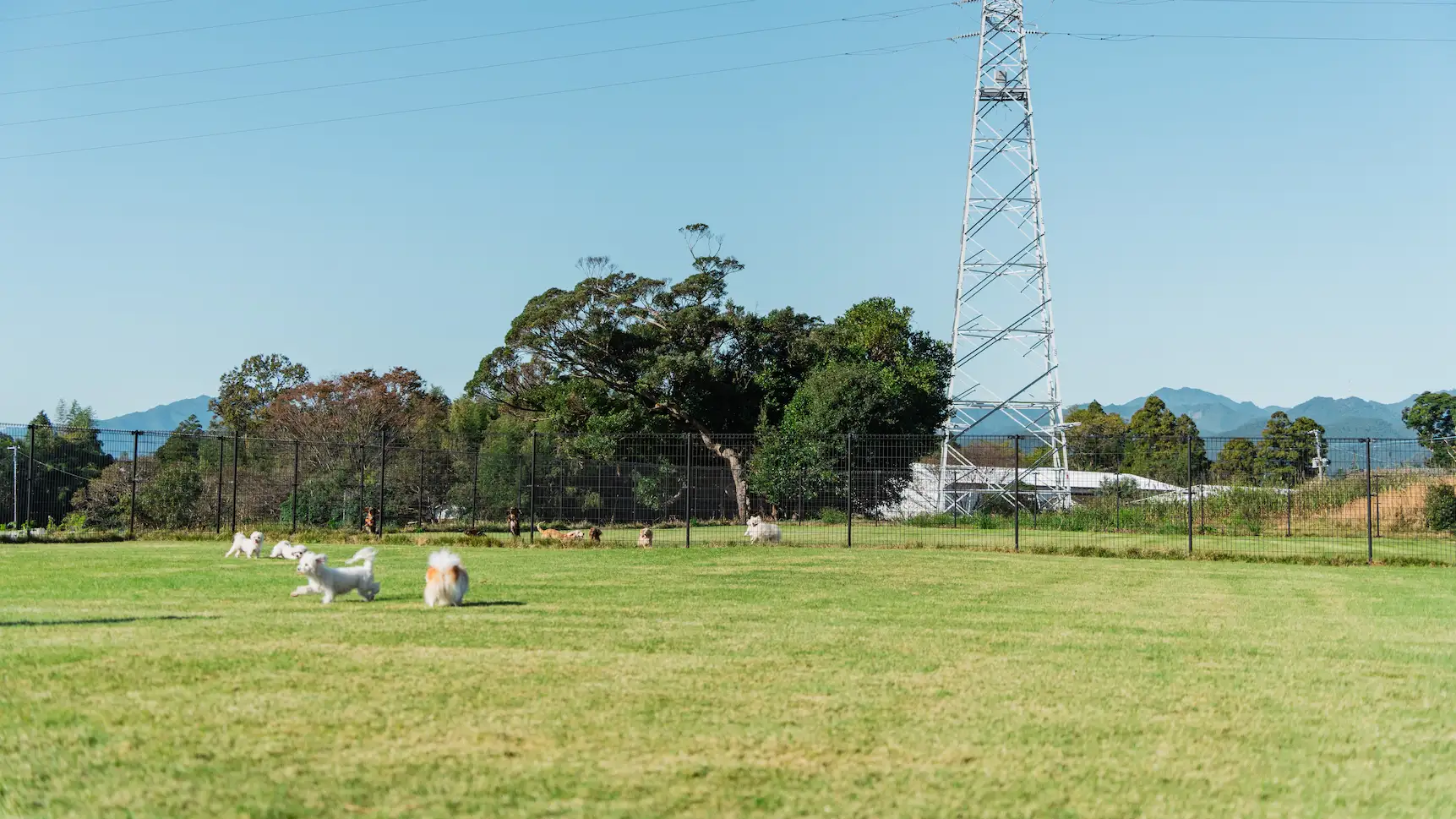 nook犬舎の広大なドッグランで遊ぶ子犬たち - 宮崎の自然