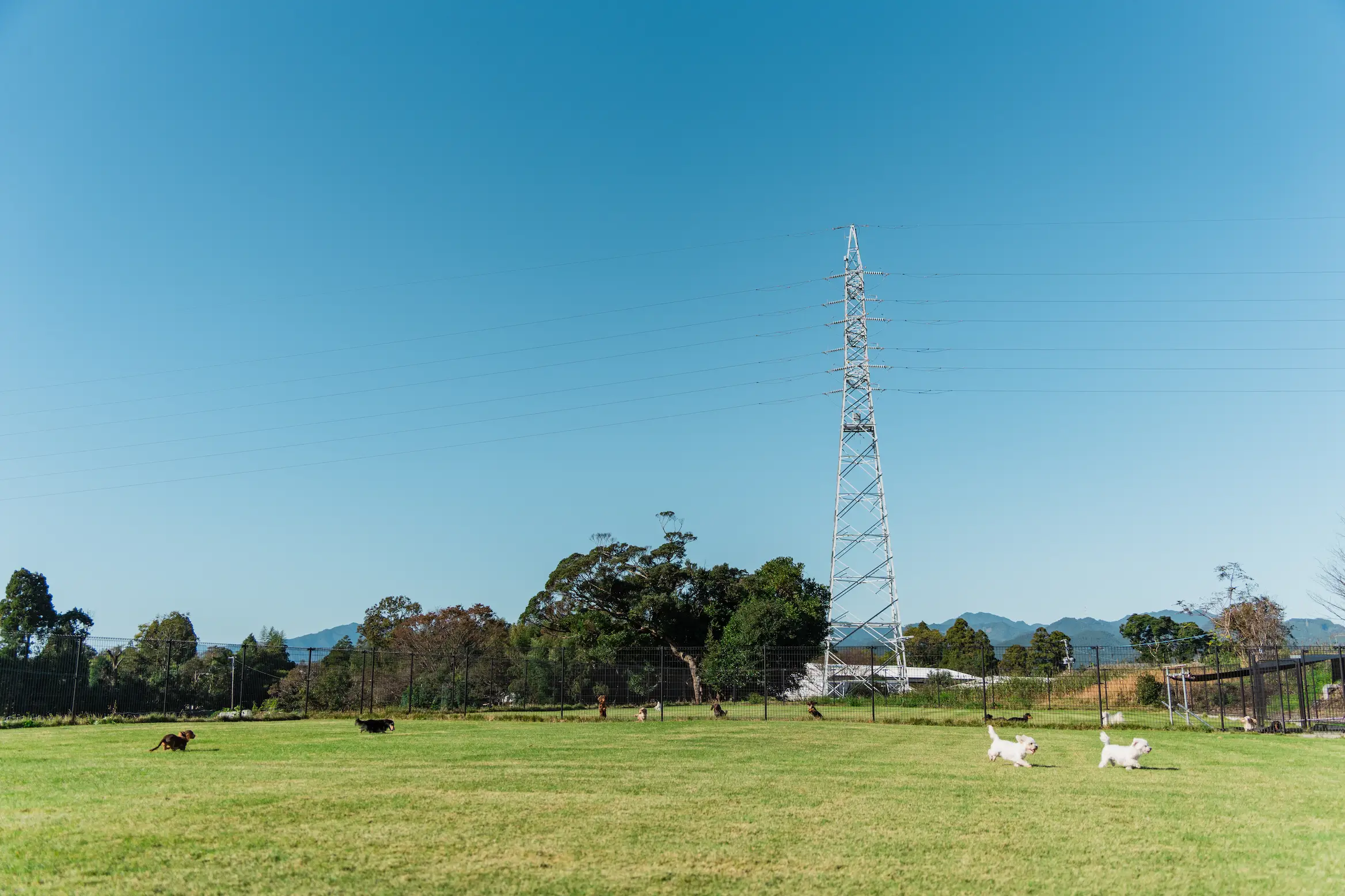 宮崎のnook犬舎で元気に育つ子犬たち