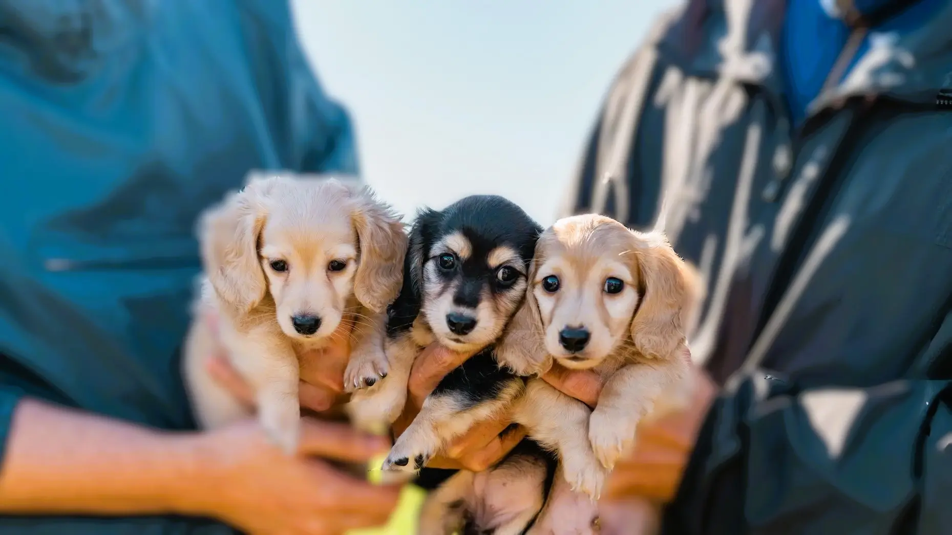 nook犬舎の愛らしい子犬たち - 新しい家族を待っています